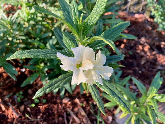 Diplacus osmo- Osmo Monkeyflower (mimulus)