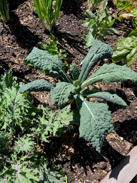Kale - Lacinato Heirloom
