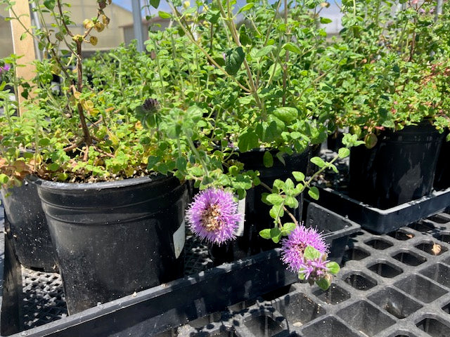 Monardella villosa - Coyote Mint