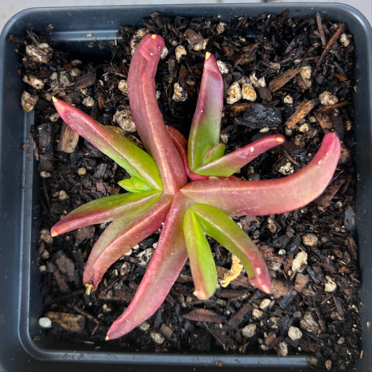 Glottiphylum longum - Tongue-leaf Plant