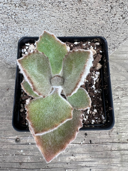 Kalanchoe beharensis - 'Fang'