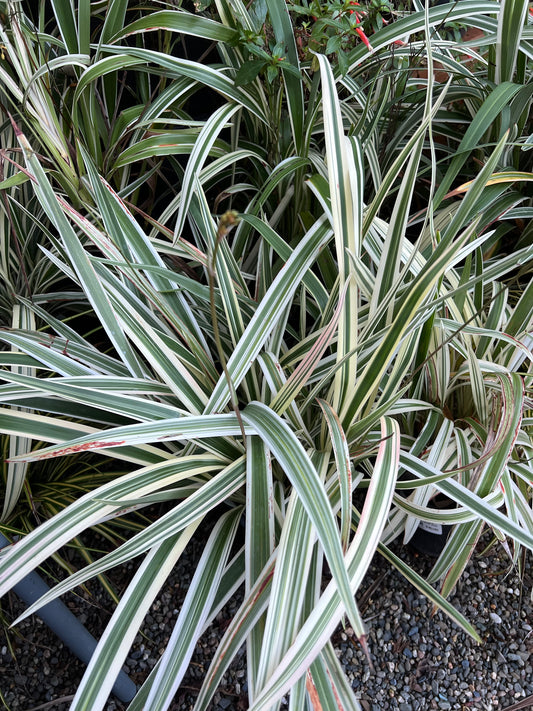 Dianella tasmanica 'Variegata' - Variegated Tasman Flax Lily