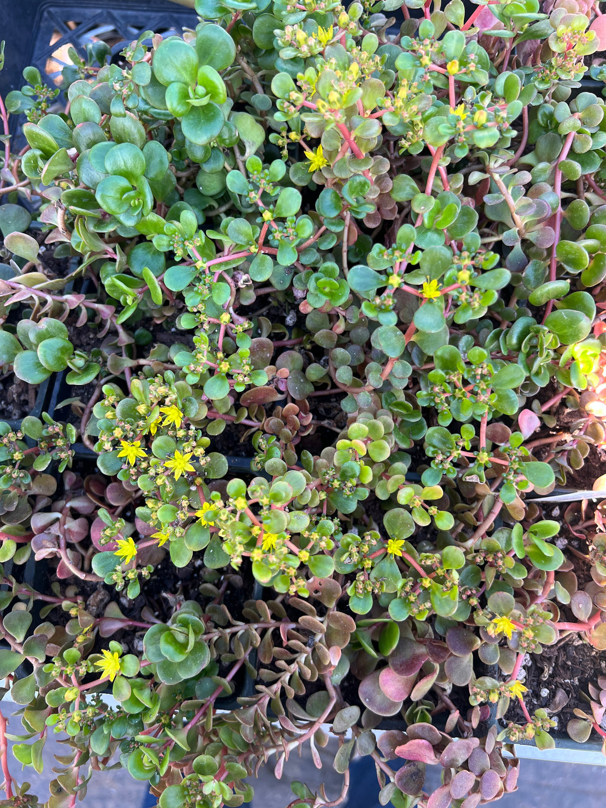 Sedum tectractinum - 'Coral Reef'