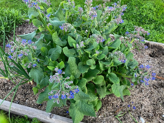 Borage-Blue