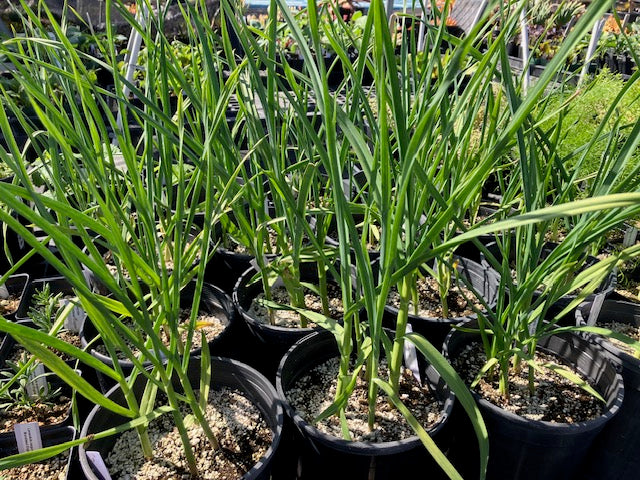 Garlic - California Early