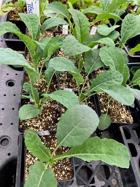 Kale - Nero Toscana Heirloom