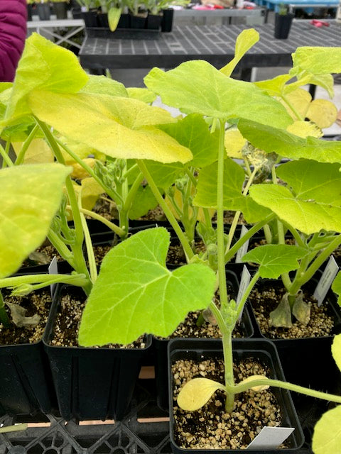 Winter Squash - Festival Acorn F1