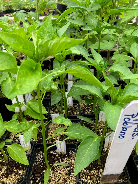 Pepper - Poblano