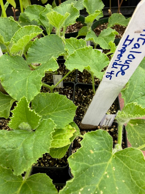 Cantaloupe Melon - Imperial 45 Heirloom