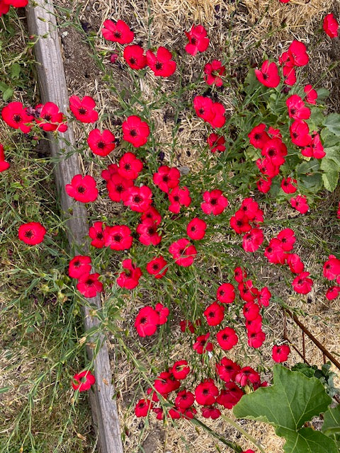 Linum grandiflorum - Scarlet Flax