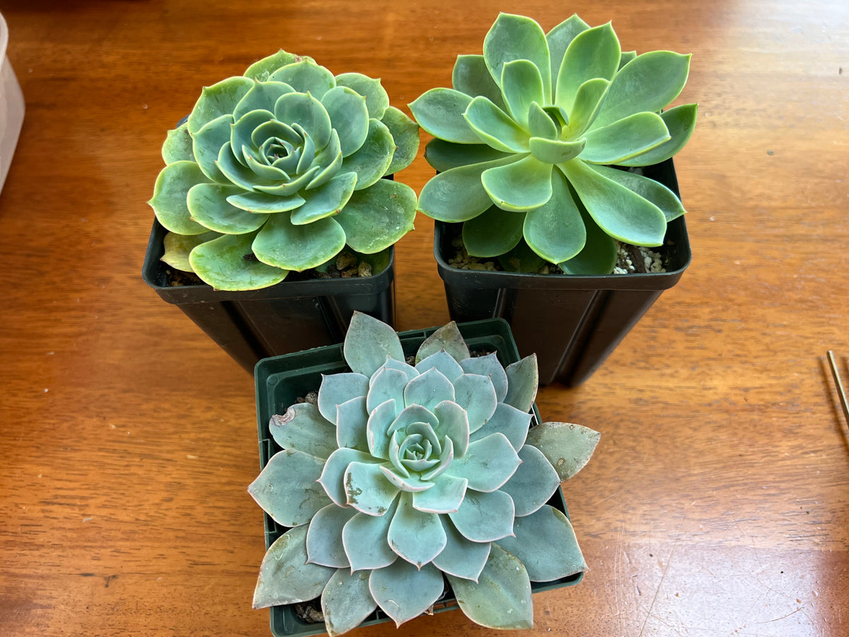 Echeveria - 'Blue Hens and Chicks'