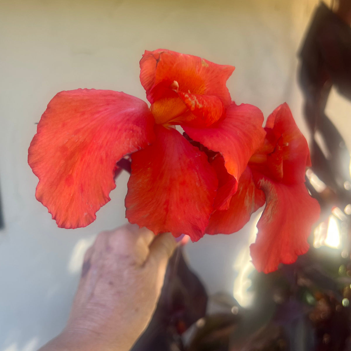 Canna musifolia - Banana leaf canna (Orange flowering)