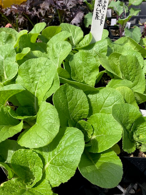 Cabbage - Little Jade F1 Baby Napa