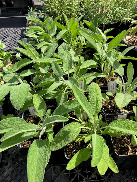 Salvia officinalis - Culinary Sage