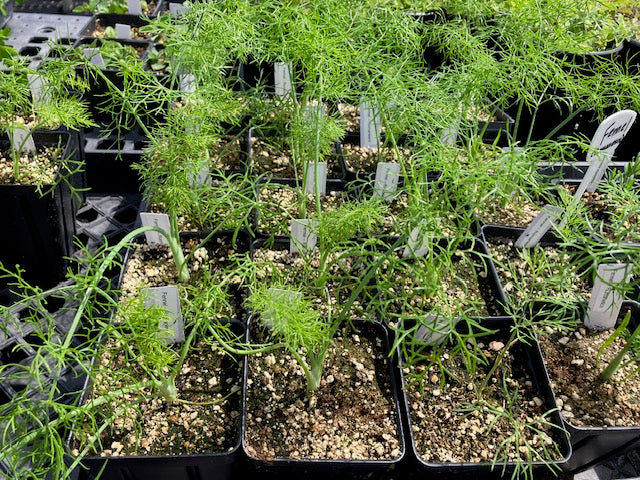 Fennel - Perfection Bulbing