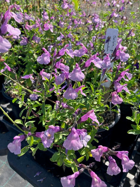 Salvia greggii 'Smokin Lavender'