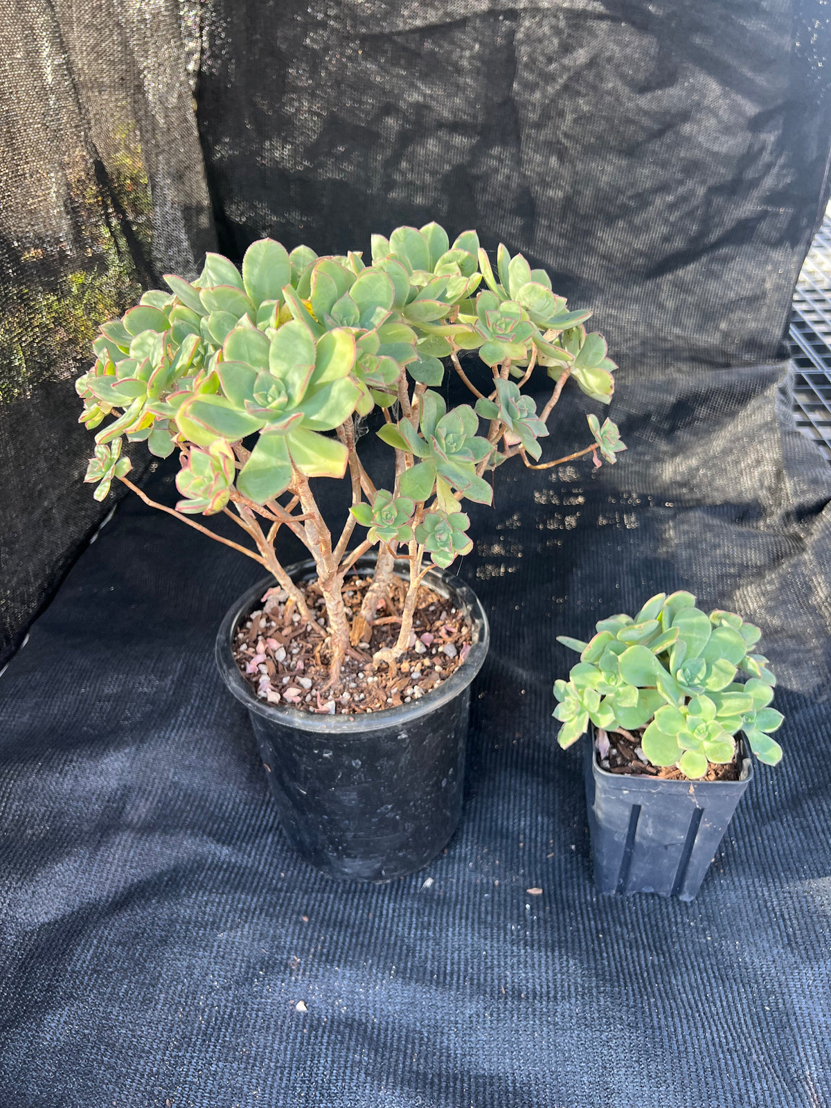 Aeonium haworthii - Pinwheel Aeonium