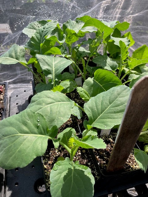 Cauliflower - Romanesco (Heirloom)