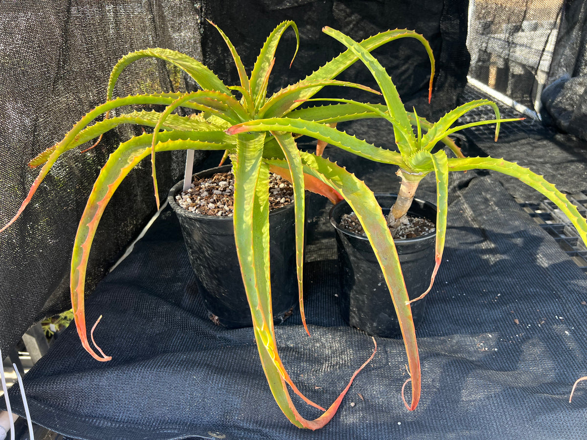 Aloe arborescens - Torch Aloe