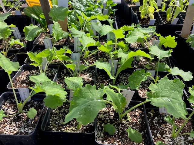 Kale - Siberian