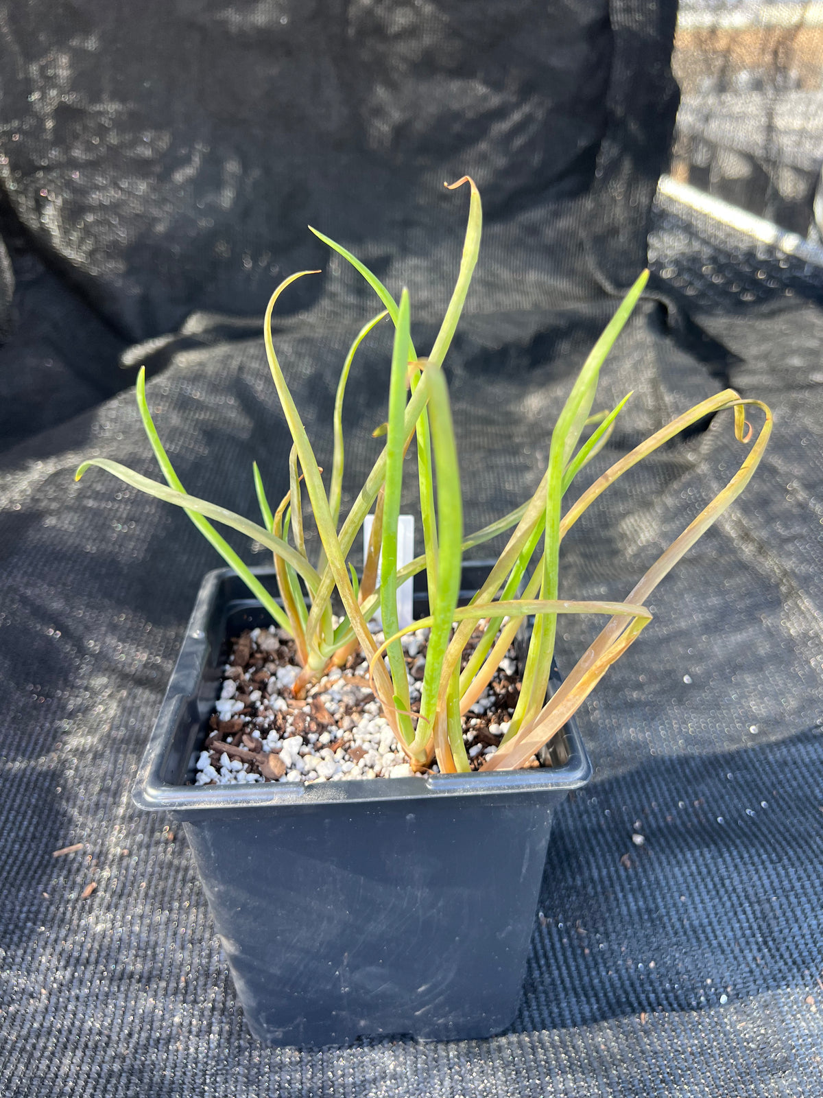 Bulbine fructescens - Jelly Burn Plant (Yellow)