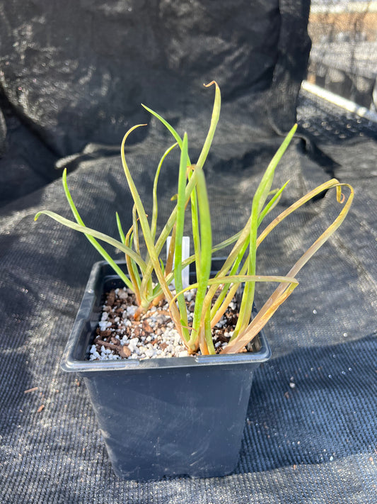 Bulbine fructescens - Jelly Burn Plant (Yellow)