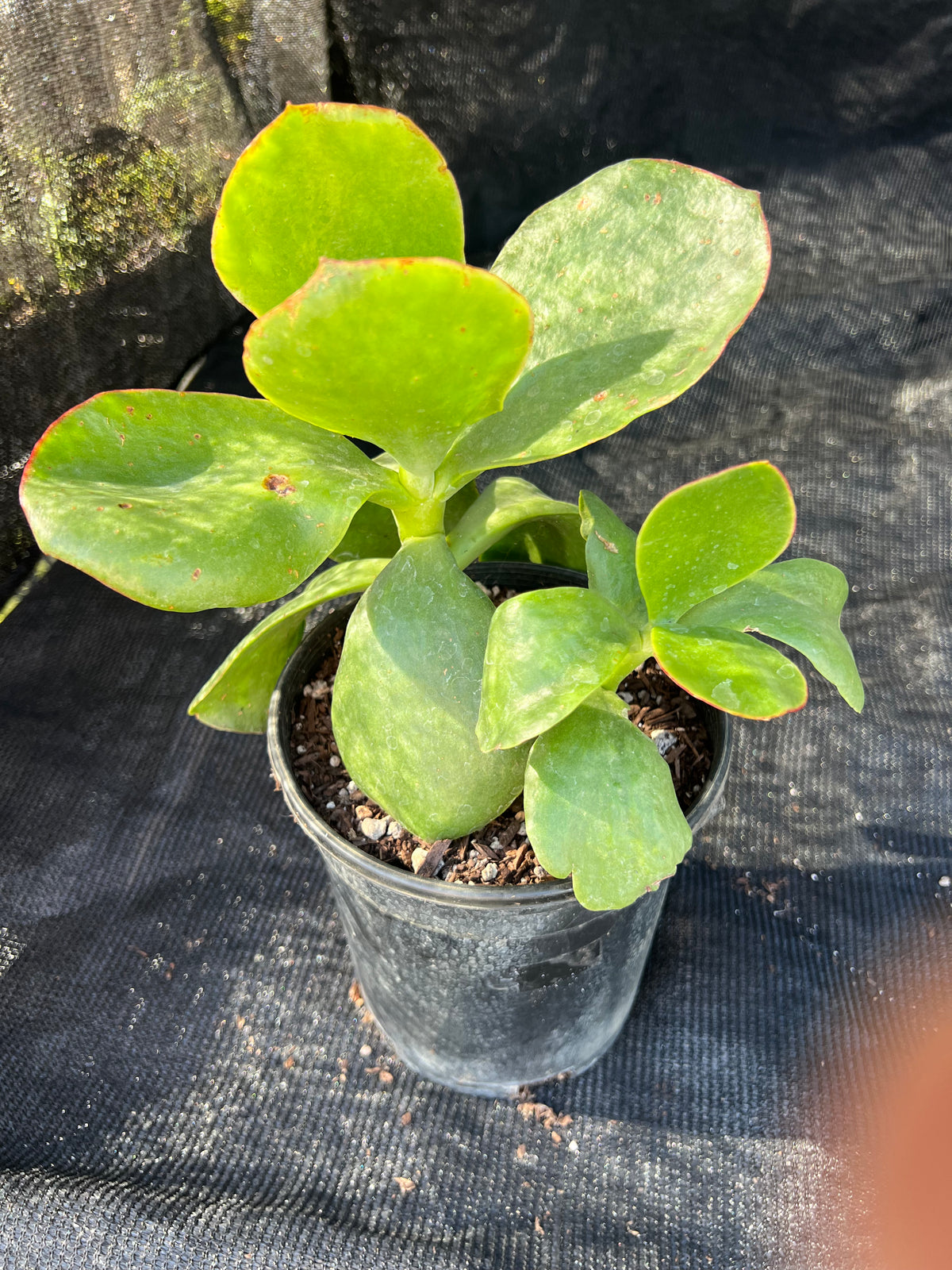 Cotyledon - 'Macrantha'
