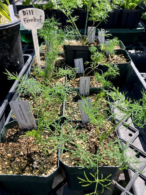 Anethum graveolens - Fernleaf Dill