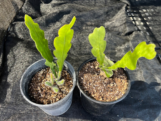 Epiphyllum crenatum - 'Crenate Orchid Cactus'