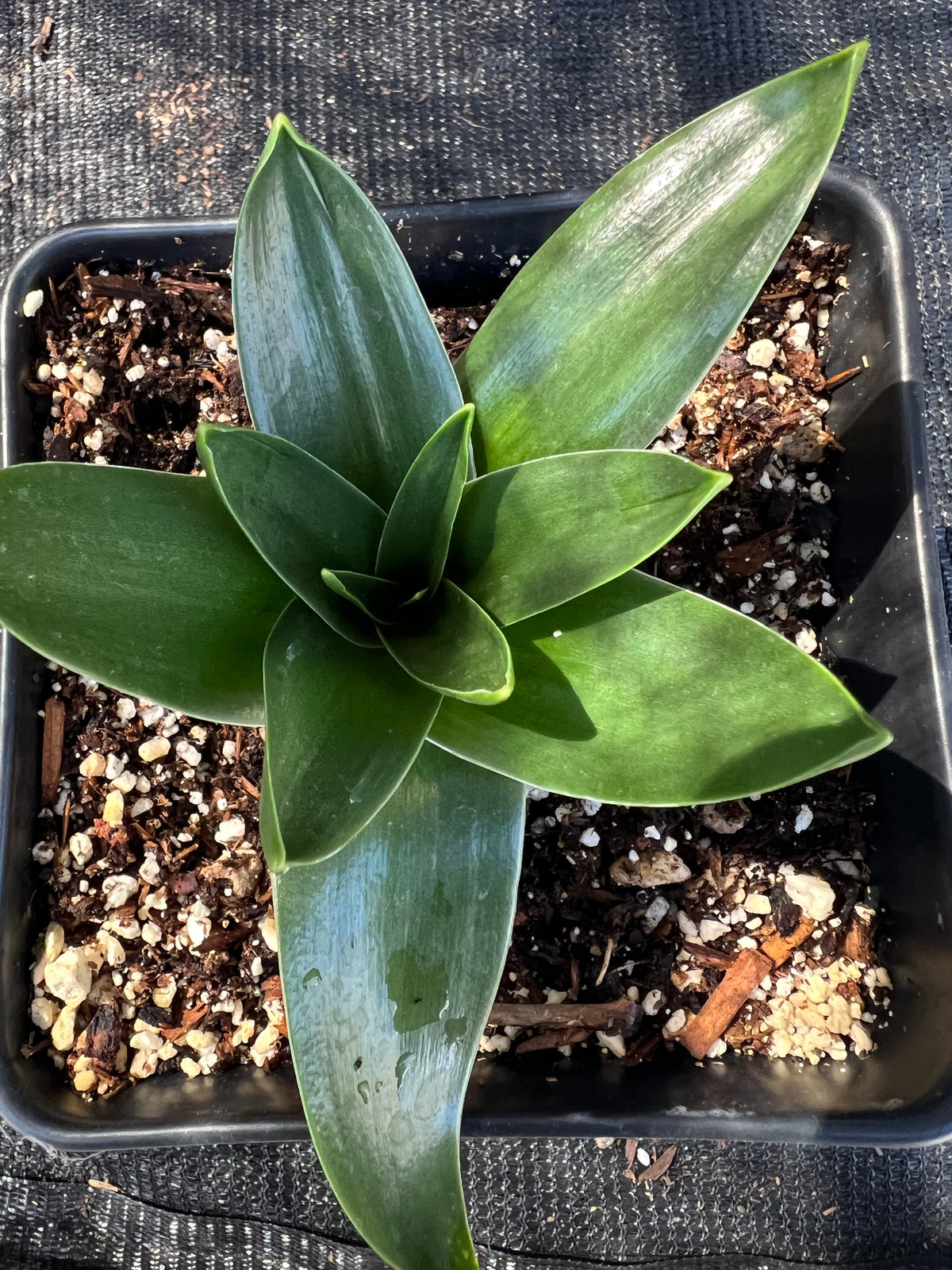 Scilla peruviana - Giant Squill