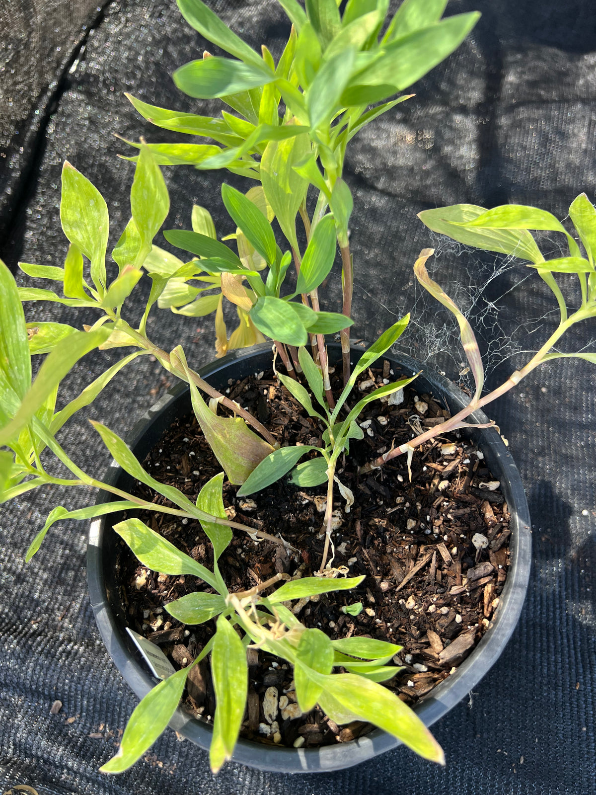 Alstroemeria - Peruvian Lily - Salmon/Gold