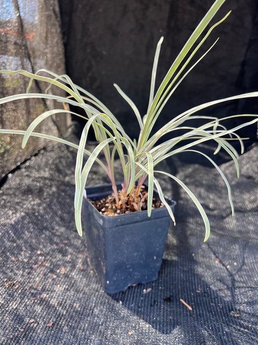 Tulbaghia 'Silver Lace'- Variegated Society Garlic