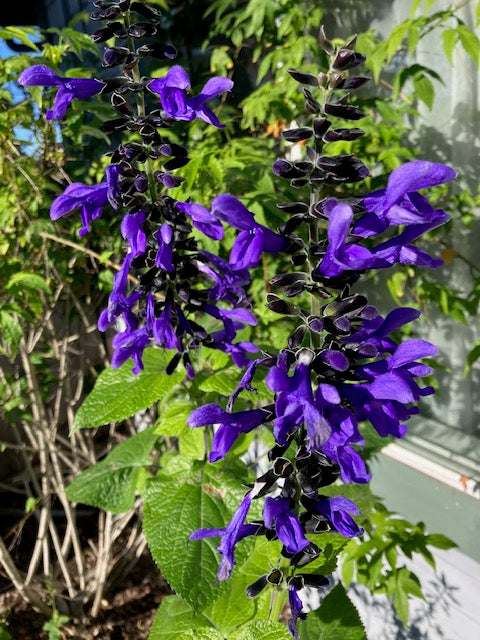 Salvia guaranitica 'Costa Rica' - Costa Rica Blue Sage