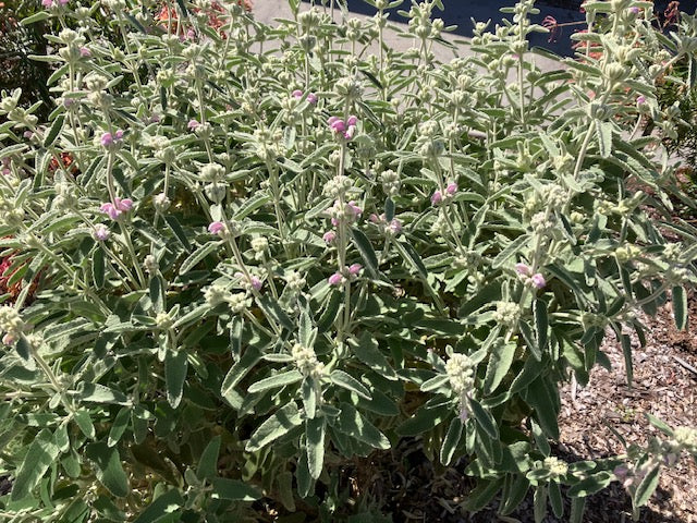 Phlomis purpurea - Lilac Jerusalem Sage