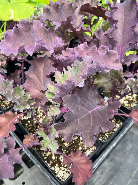 Kale - Gourmet Purple Moon