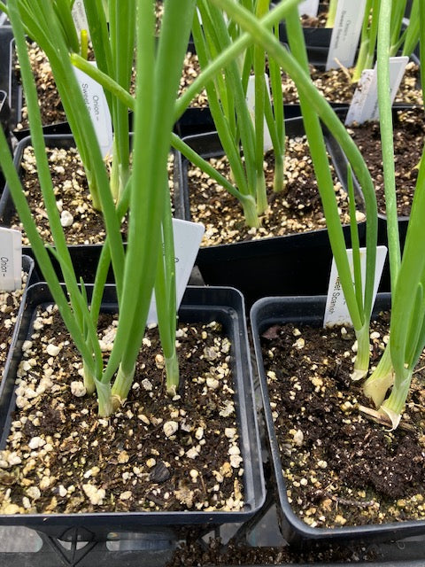Onion - Yellow Sweet Spanish