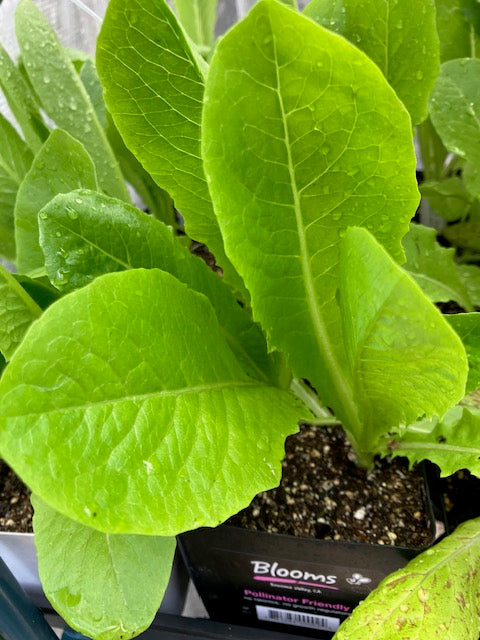 Lettuce - Romaine 'Parris Island Cos'