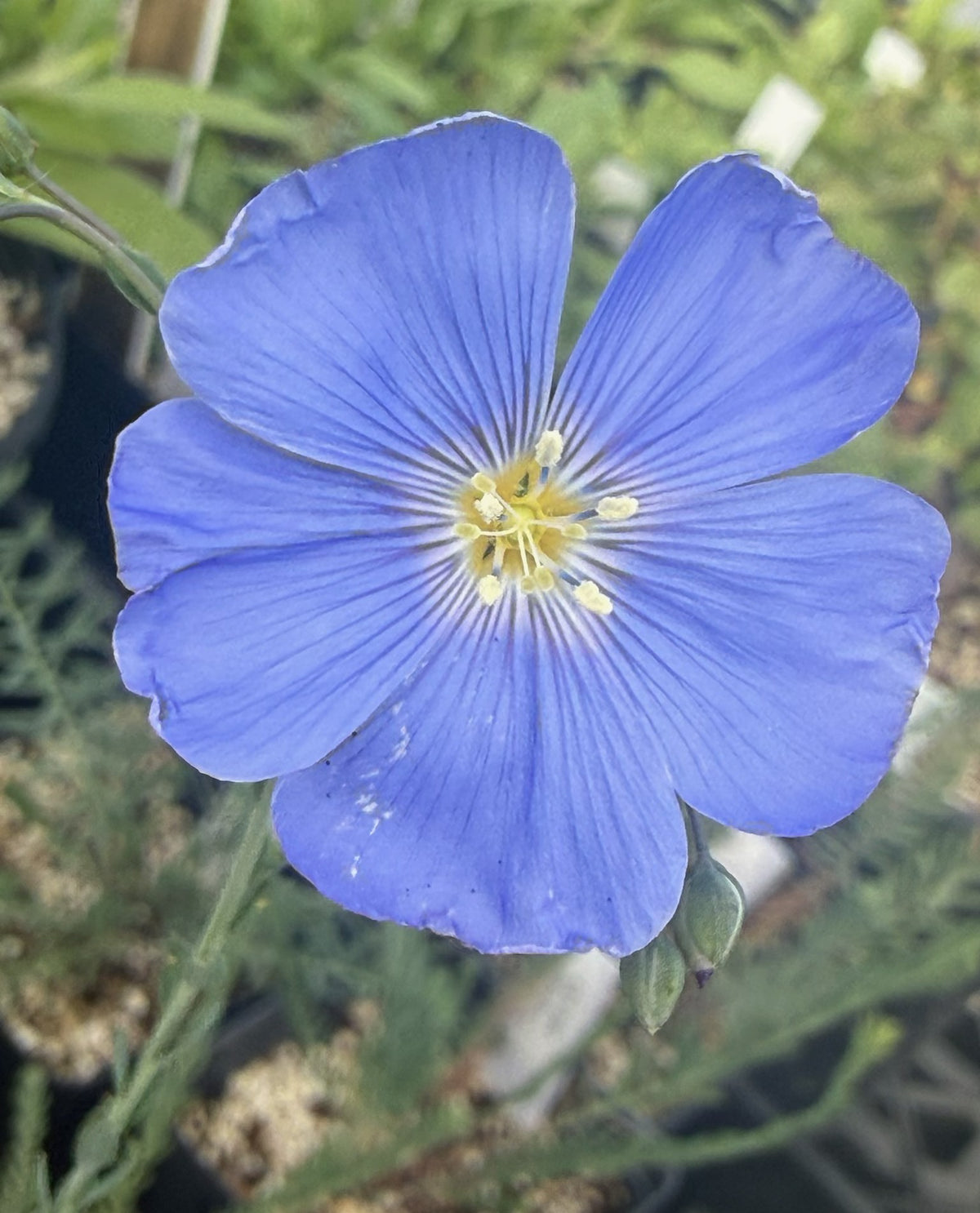Close-up of a Linum lewisii 'Prairie Flax' blue flower with a yellow center against a natural background
