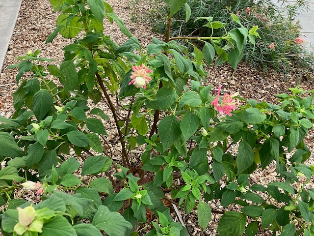 Salvia wagneriana - Wagner's Salvia bush with green leaves and pink flowers in a garden setting