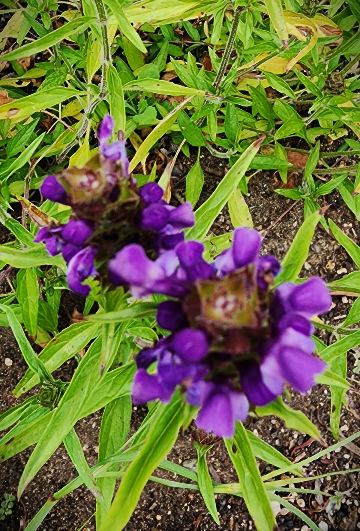 Prunella vulgaris var. lanceolata - 'Lance Leaf Selfheal'