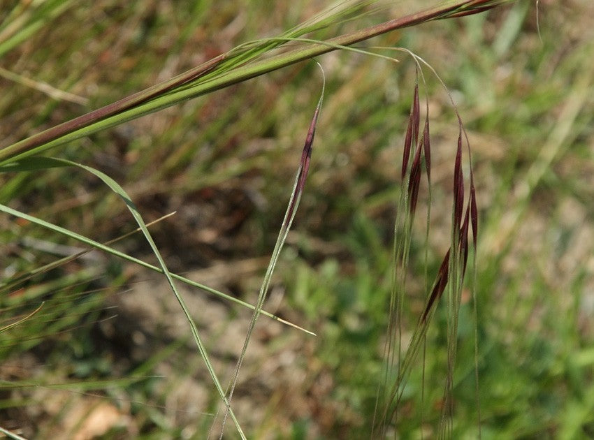 Stipa pulchra - Purple Needlegrass