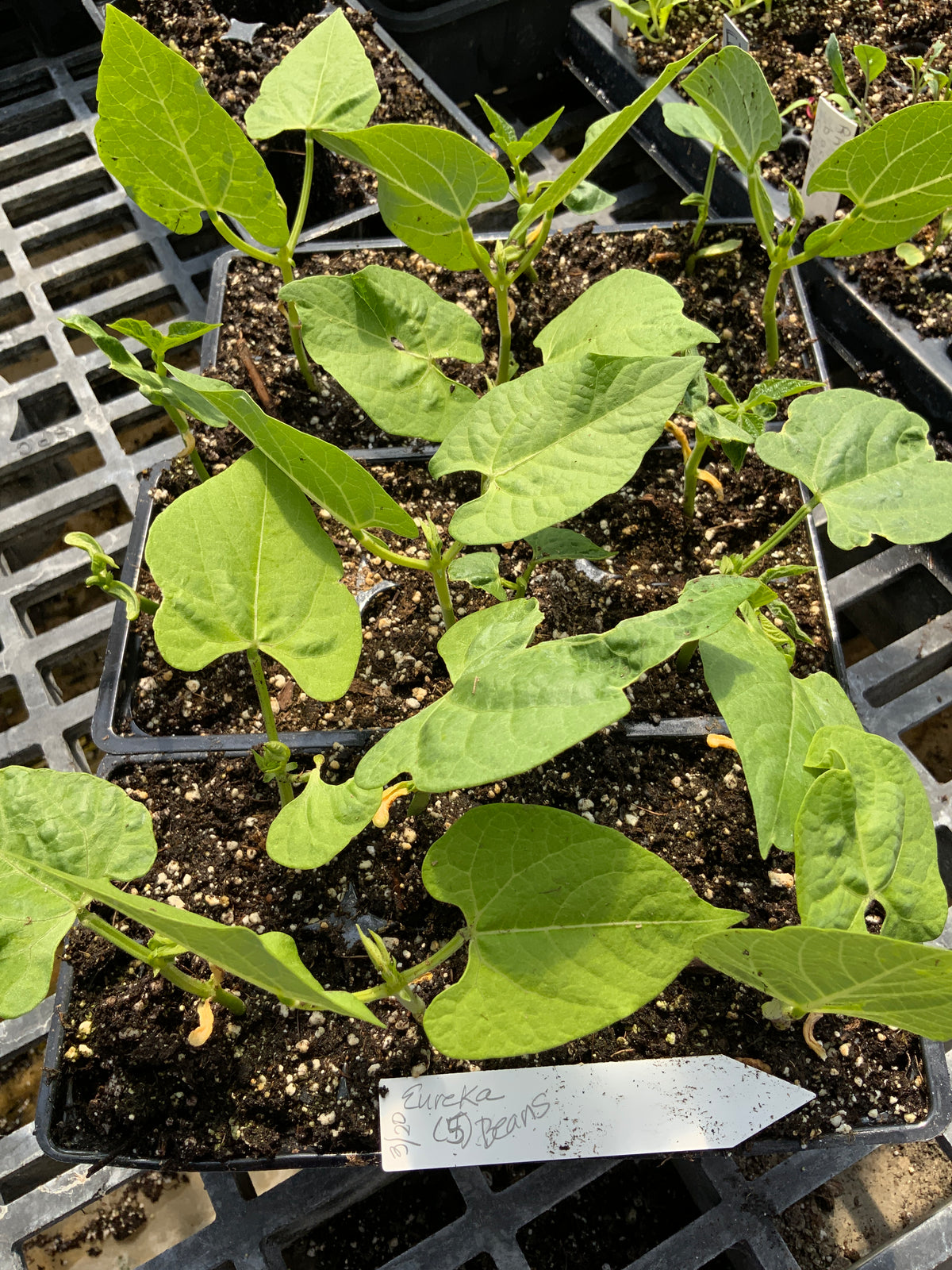 Beans- Eureka Yellow Wax Bush