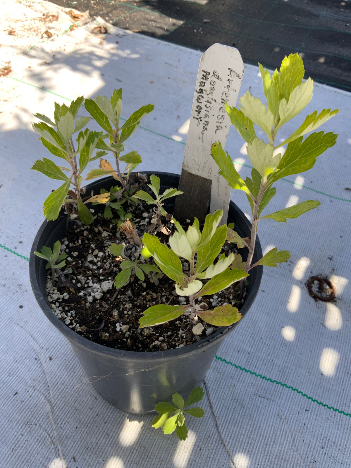 Artemisia douglasiana - California Mugwort