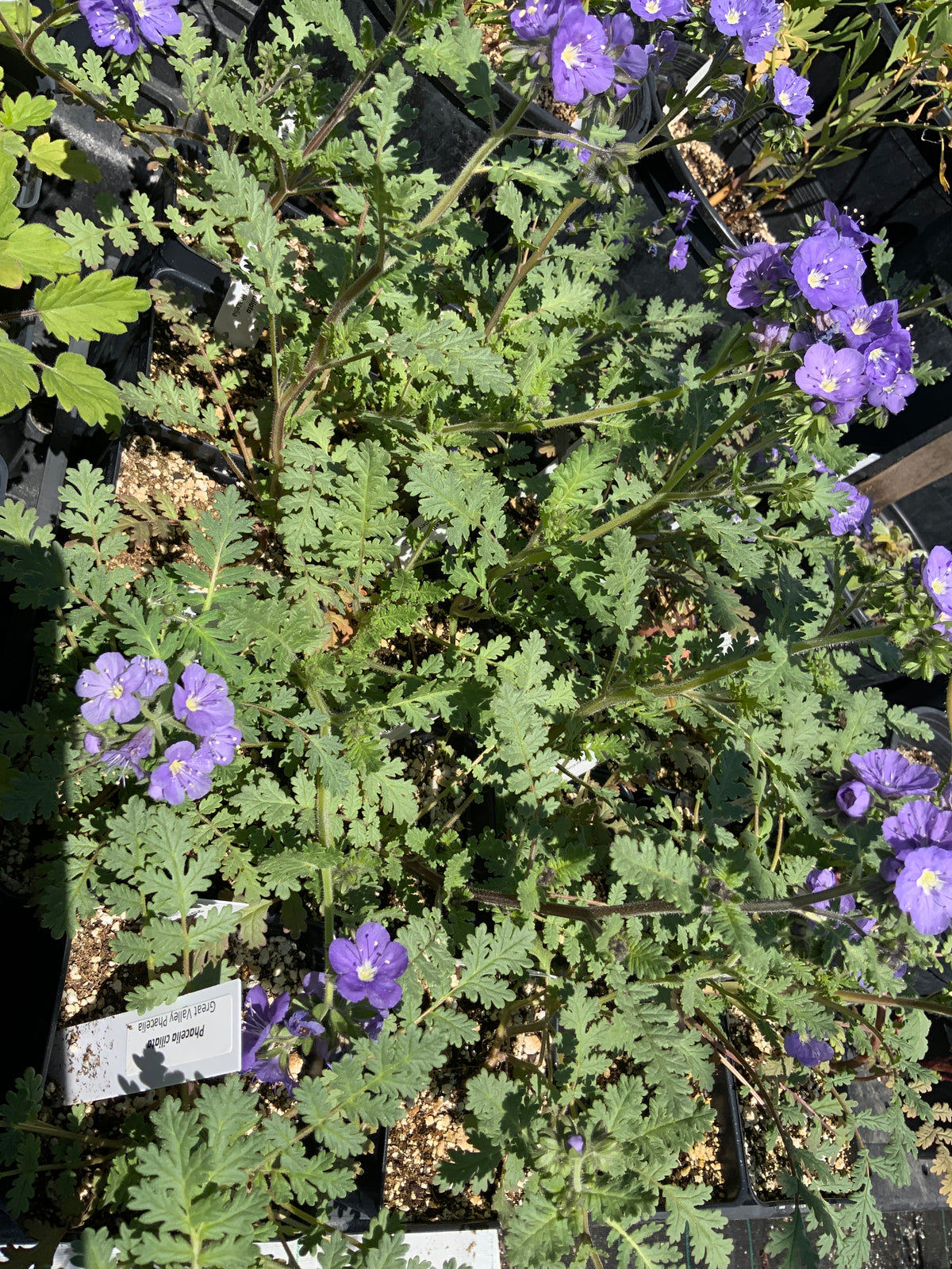 Phacelia ciliata - Great Valley Phacelia