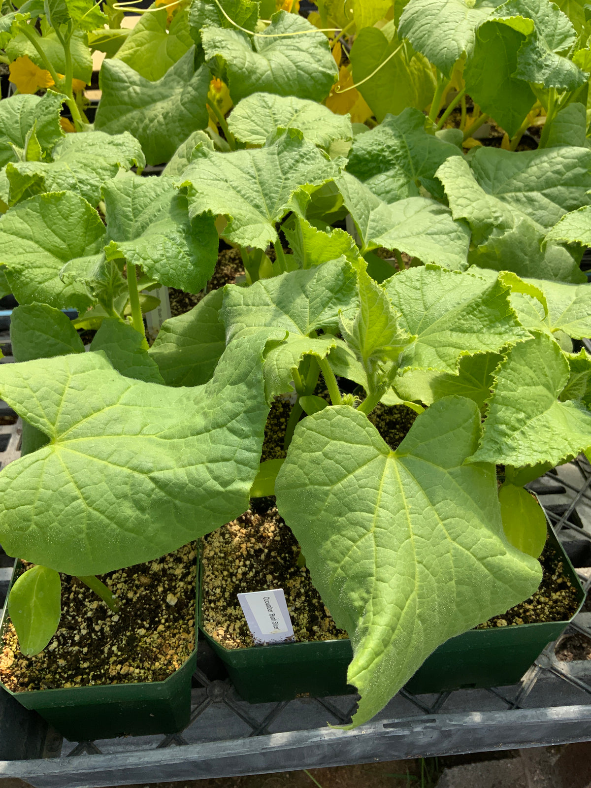 Cucumber - 'Garden Sweet' Slicer Cucumber