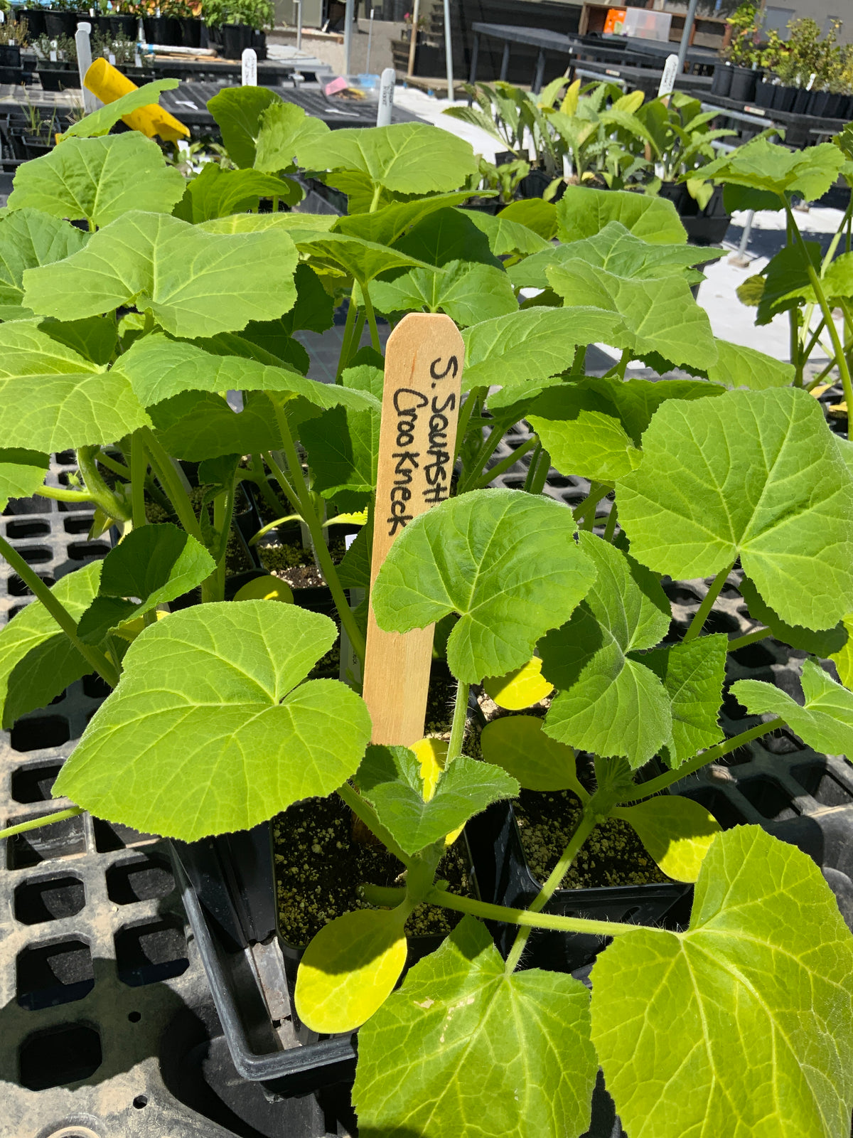 Summer Squash - Early Summer Crookneck Squash