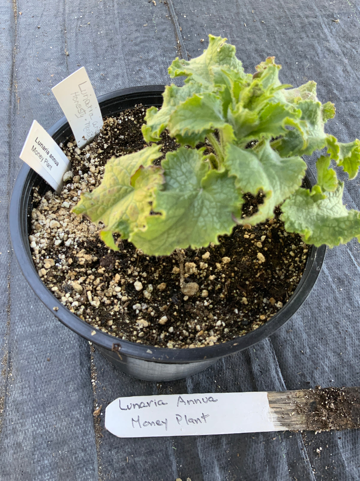 Lunaria annua - Money Plant, Honesty
