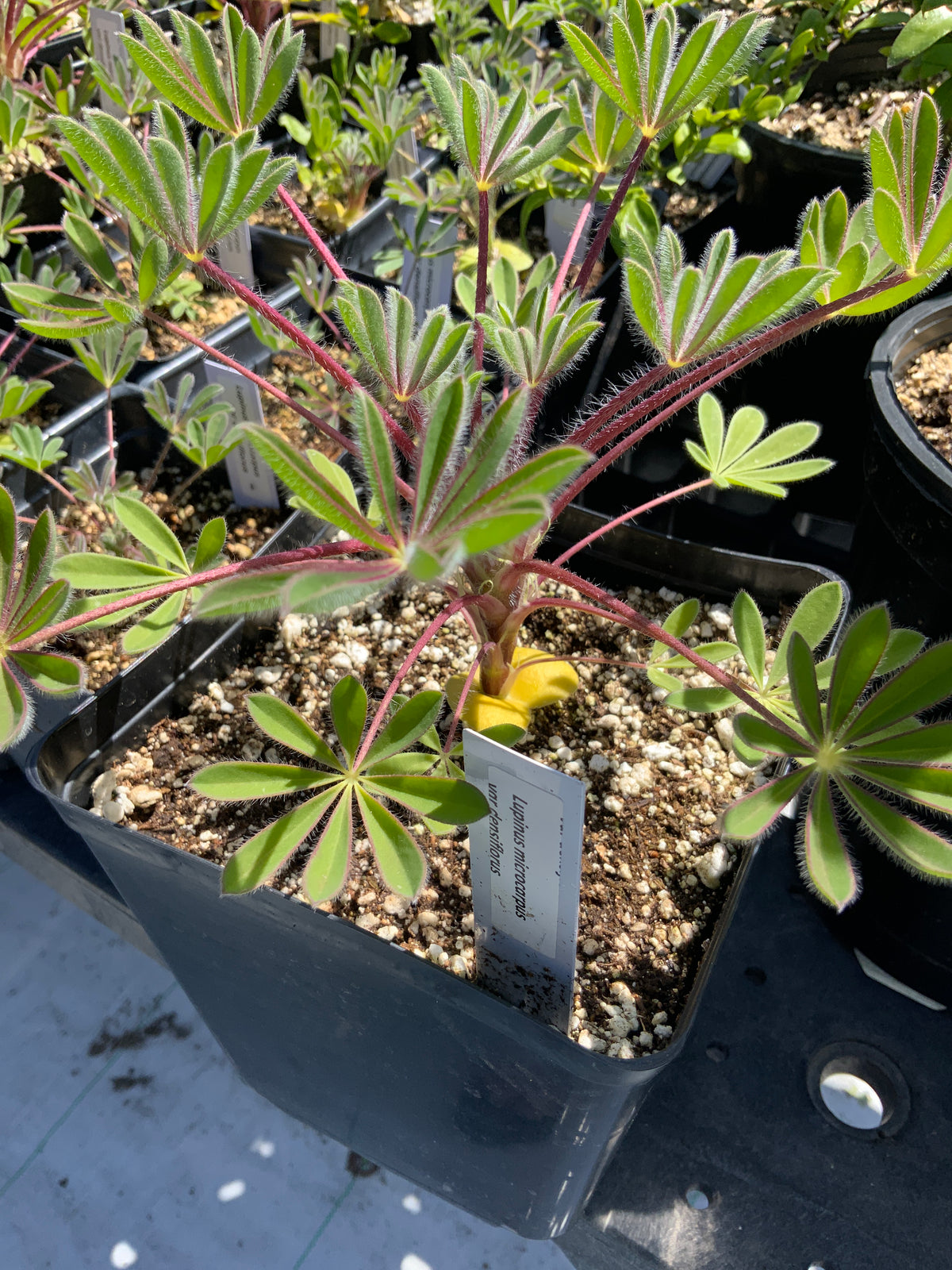 Lupinus microcarpus densiflorus - Golden Lupine