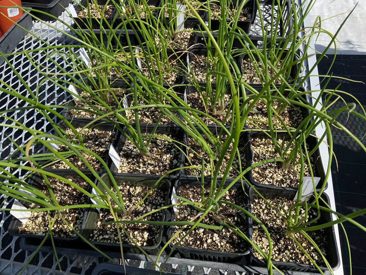Onion - Red Amposta