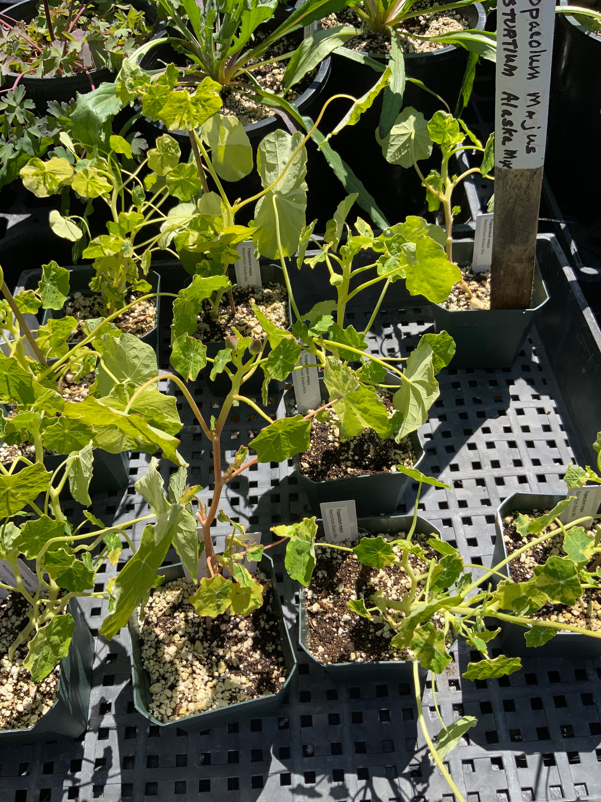 Tropaeolum majus - "Alaska Mix" Heirloom Nasturtium